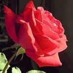 Azizul Bari - @azizul.bari - Instagram