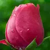 Azizul Bari - @azizul.bari0 - TikTok