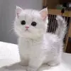 канеки - @azzaakllaa - TikTok