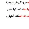 babakrashidiava - @babakrashidiava - TikTok