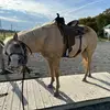 Freedoms Refuge - @babette.bell - TikTok
