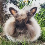 Babette 🐰 - @babette_carrots - Instagram