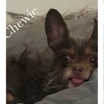 Babette Silva - @chewie.the.chewawee - Instagram