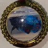 betta.small - @betta.small - TikTok