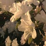 Babette Weber - Facebook