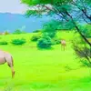 Babiker Ali - @wd.zorgo3336 - TikTok