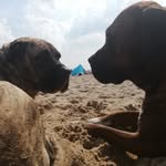 Babs & Bailey - @mallebabs.bennie - Instagram