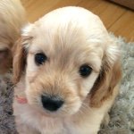 Babs Brown - @babs_the_cockapoo - Instagram