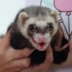 ᴅᴀ ʙᴀʙs ᴄᴏᴏᴘᴇʀ - @slinky_doggo - Instagram