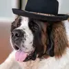 Baba Fosters - @babafosters - TikTok