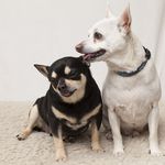 Henry and Babs - @henryandbabs - Instagram