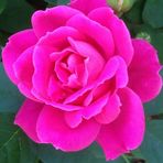 Babs Holtzman - Facebook