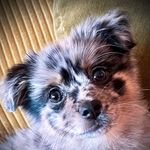 Babs🐶Jones🦁Roos🐈‍⬛Jaap🐱Sjors🐈 - @babs_2021 - Instagram
