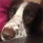 Babs Kelly - @smart_springers_ - Instagram