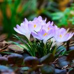 Barbara Lester Jones - Facebook
