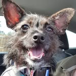 Babs Davies-Shaw - @babsthejackapoo - Instagram