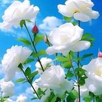 Barbara Shaw - Facebook