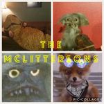Babs, Chewie, Dad, & Thomas - @themclittersons - Instagram