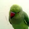 babuantony S.A  - @babuantony - TikTok