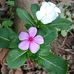 Babu sona das - Facebook