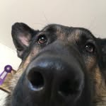 Baby Wolf - @casstheshepherd - Instagram