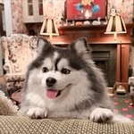 Babywolf - @cutestbabywolf - Instagram