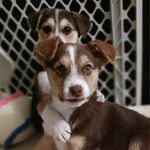 Back Roads Animal Rescue - @backroadsrescue - Instagram