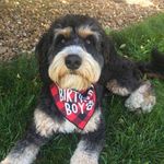 Back Roads Mini Bernedoodles - @backroadsminibernedoodles - Instagram