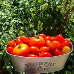 backyardgreens - @backyardgreens - Instagram
