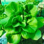 Fresh Greens Backyard Lettuce - @freshgreensbackyardlettuce - Instagram