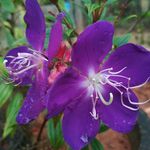 Sripriya - @backyard_greens_ - Instagram