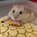 BACON & CHEESE - @bacon.cheese.ham - Instagram