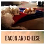 Bacon And Cheese - @bacon._.cheese - Instagram
