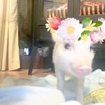 Bacon Cheese - @baconcheese8 - Instagram
