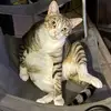 baconcheese - @bacon._.cheese - TikTok