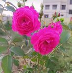 Badal Kumar - Facebook