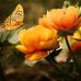 Badar Hussain - Facebook
