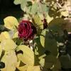 Bahar rasul - @baharraswl - TikTok