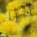 bahar - @bahar.rouhani_63902 - Instagram