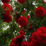 Bahar Sadiq - @baharsadiq3 - Instagram