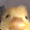 bahar - @1.bahar.abotorabi - TikTok