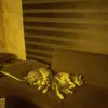 Bahareh Amiri - @baharehamiri - TikTok