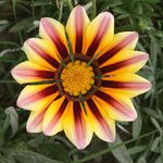 Bahram Zandi - @zandibahram - Instagram