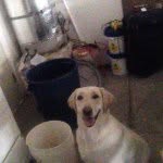 Bailee Barnes - @bailee_dog28 - Instagram
