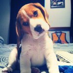 Bailee King - @bailee_the_beagle - Instagram