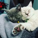 Bailee & Mason 🐈🐈 - @british_shorthair_2020 - Instagram