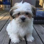 Bailey Alberts 🐶 - @bailey_alberts - Instagram
