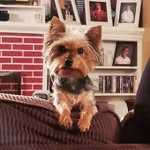 Bailey Allen The Yorkie - @1baileyboop - Instagram