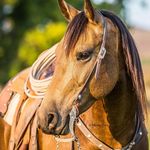 Bailey Bachman - @dolly_artofthecowgirl - Instagram