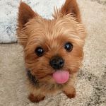 Bailey Banks - @baileybankstheyorkie - Instagram